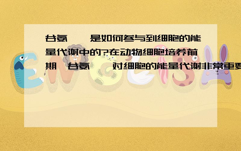 谷氨酰胺是如何参与到细胞的能量代谢中的?在动物细胞培养前期,谷氨酰胺对细胞的能量代谢非常重要,没有它细胞几乎不分裂,它是如何参与进去产生能量的,这一过程的主要代谢物质有哪些,