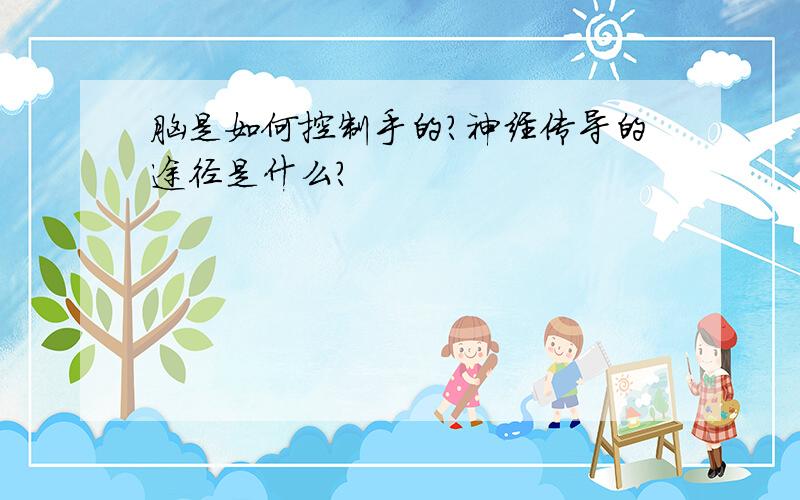 脑是如何控制手的?神经传导的途径是什么?