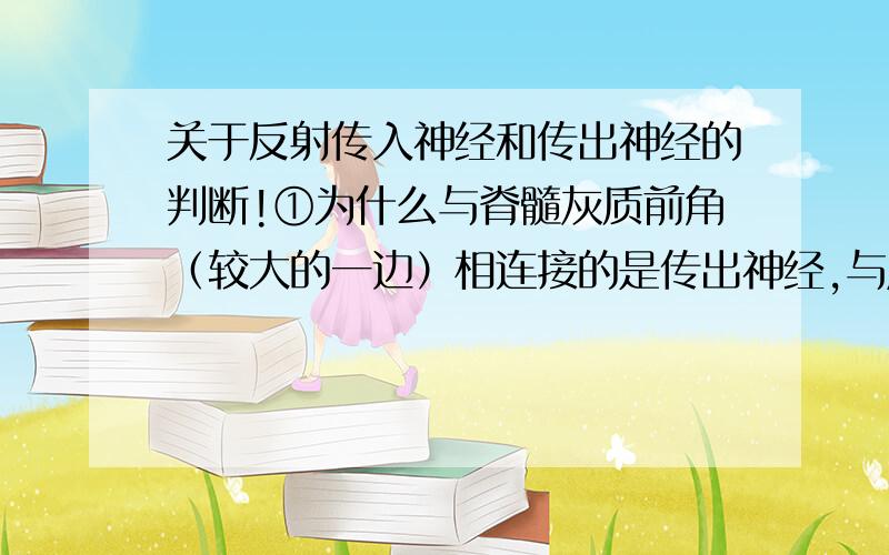 关于反射传入神经和传出神经的判断!①为什么与脊髓灰质前角（较大的一边）相连接的是传出神经,与后角相连的是传入神经?②为什么剪断或麻醉神经后,刺激外围段（远离中枢的位置）效应