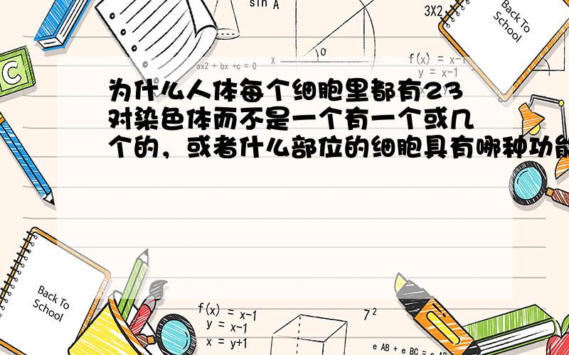 为什么人体每个细胞里都有23对染色体而不是一个有一个或几个的，或者什么部位的细胞具有哪种功能的DNA染色体，还有为什么每个细胞的染色体数目都一样，组成都一样，却分为肝脏细胞