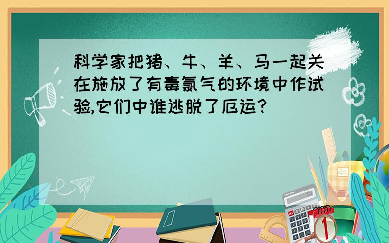 科学家把猪、牛、羊、马一起关在施放了有毒氯气的环境中作试验,它们中谁逃脱了厄运?