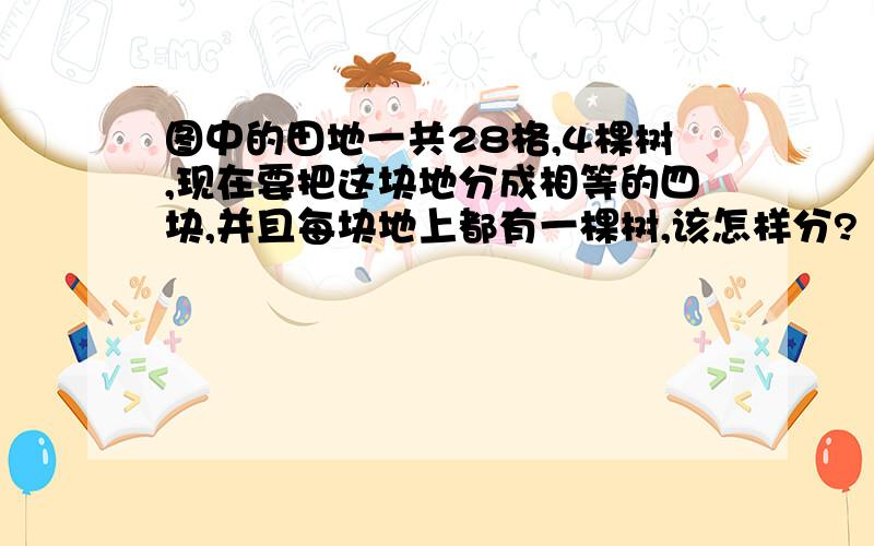 图中的田地一共28格,4棵树,现在要把这块地分成相等的四块,并且每块地上都有一棵树,该怎样分?