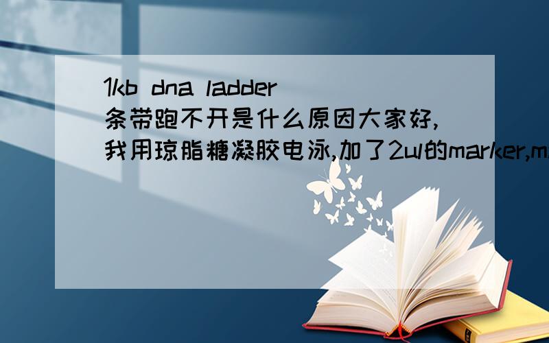 1kb dna ladder条带跑不开是什么原因大家好,我用琼脂糖凝胶电泳,加了2ul的marker,maker条带跑的不好,只是在最前面的两三个条带跑出来了,后面的几乎都没有分开,电泳条件是150v,时间跑了20min,琼脂