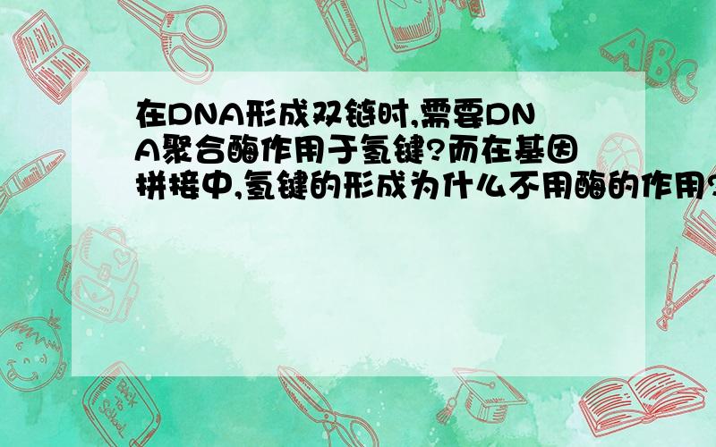 在DNA形成双链时,需要DNA聚合酶作用于氢键?而在基因拼接中,氢键的形成为什么不用酶的作用?