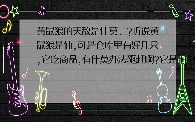 黄鼠狼的天敌是什莫、?听说黄鼠狼是仙,可是仓库里有好几只,它吃商品,有什莫办法驱赶啊?它是怕鹅吗?