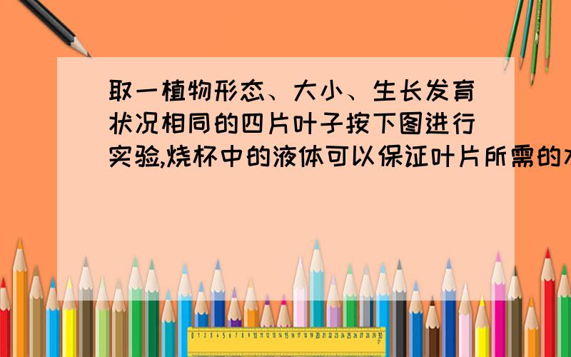 取一植物形态、大小、生长发育状况相同的四片叶子按下图进行实验,烧杯中的液体可以保证叶片所需的水与矿质元素的正常供应,气体的变化量可以通过观察油滴的移动来判断．（不考虑气