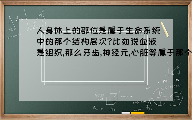 人身体上的部位是属于生命系统中的那个结构层次?比如说血液是组织,那么牙齿,神经元,心脏等属于那个结构