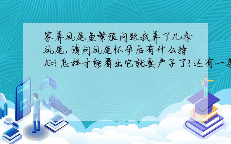 家养凤尾鱼繁殖问题我养了几条凤尾,请问凤尾怀孕后有什么特征?怎样才能看出它就要产子了?还有一条母凤尾肛门处有些红,肚子微大,请问是要生育了还是就那个品种?