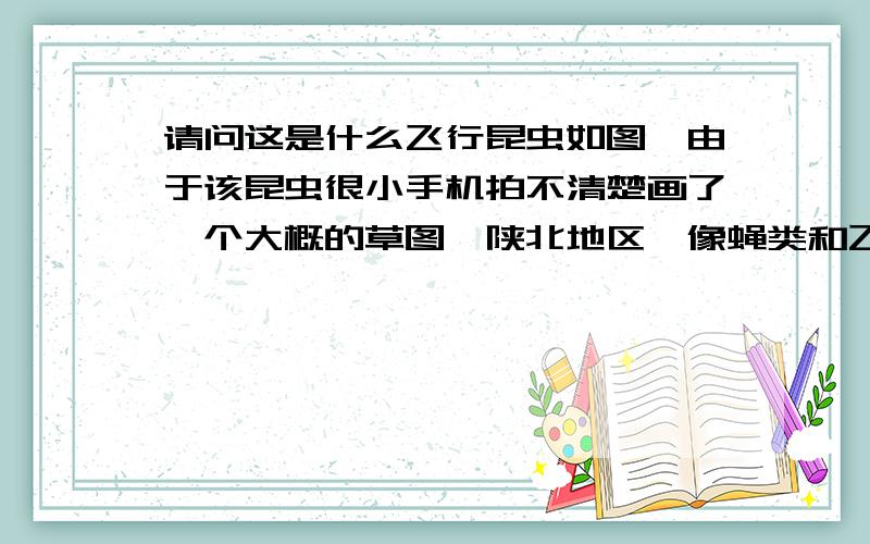 请问这是什么飞行昆虫如图,由于该昆虫很小手机拍不清楚画了一个大概的草图,陕北地区,像蝇类和飞蛾类,翅膀暗灰色比果蝇稍大 比苍蝇小的多 两个翅膀左右分开的.卫生间墙壁上房顶上到处