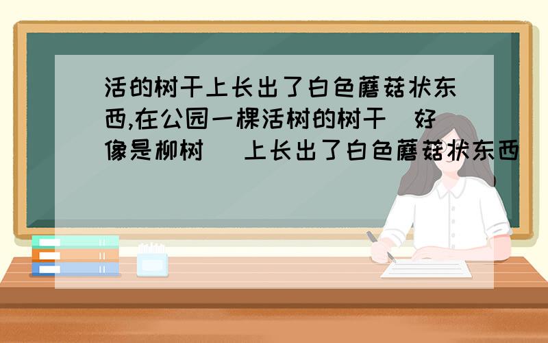 活的树干上长出了白色蘑菇状东西,在公园一棵活树的树干(好像是柳树) 上长出了白色蘑菇状东西（见图片）,树干曾用水泥填补过,求详解.