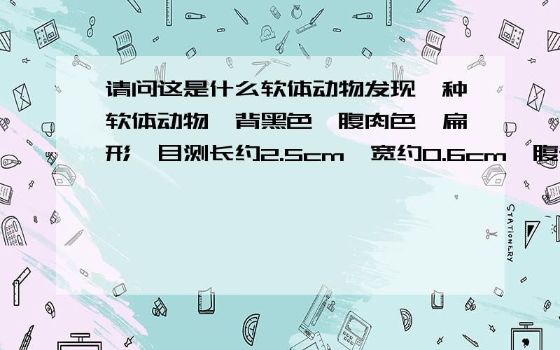 请问这是什么软体动物发现一种软体动物,背黑色,腹肉色,扁形,目测长约2.5cm,宽约0.6cm,腹部观察有明显口,泄殖腔,头尾特征相似,不是鼻涕虫,也不是蚂蟥,深圳的,请问谁知道这是什么?或者给几