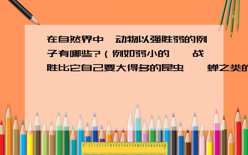 在自然界中,动物以强胜弱的例子有哪些?（例如弱小的蝈蝈战胜比它自己要大得多的昆虫——蝉之类的···若各位答出来,我感激不尽!在此谢过各位答疑好汉!火急,请速速回复!