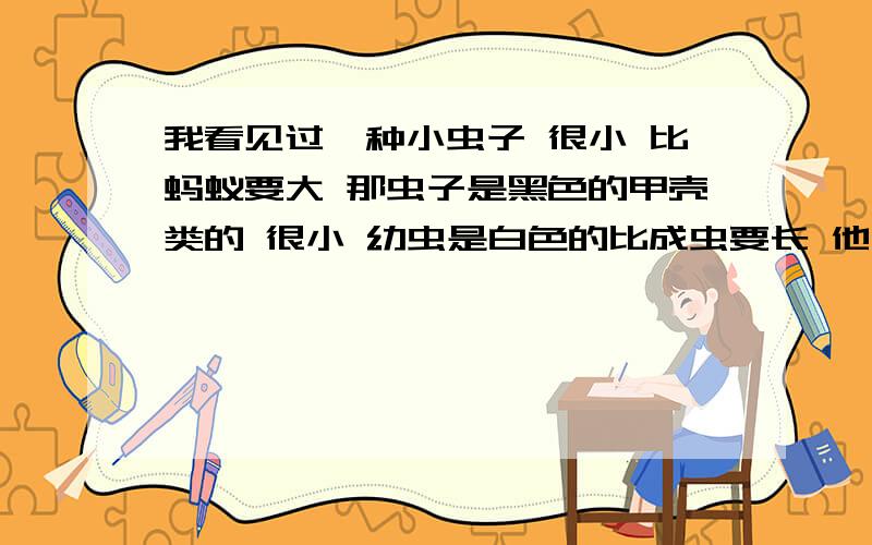 我看见过一种小虫子 很小 比蚂蚁要大 那虫子是黑色的甲壳类的 很小 幼虫是白色的比成虫要长 他们吃核桃什么的 我听说吃了他们可以增强人体抵抗力 那个还不能多吃 每天一个足矣 是生吃