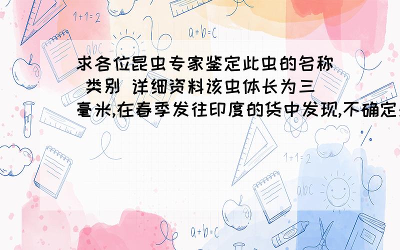 求各位昆虫专家鉴定此虫的名称 类别 详细资料该虫体长为三毫米,在春季发往印度的货中发现,不确定是否为我国物种,求鉴定