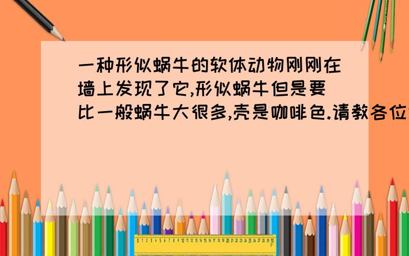 一种形似蜗牛的软体动物刚刚在墙上发现了它,形似蜗牛但是要比一般蜗牛大很多,壳是咖啡色.请教各位大侠,它叫什么?水生还是陆生?如何养?谢谢!直径大约4cm左右吧.