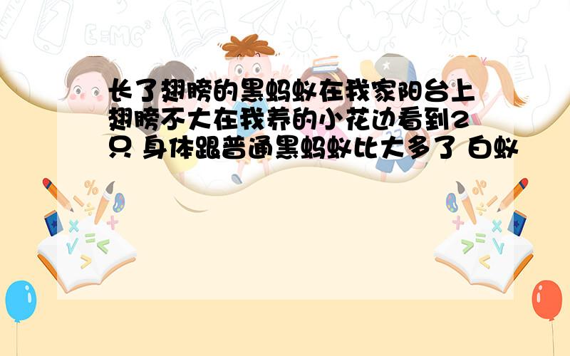 长了翅膀的黑蚂蚁在我家阳台上翅膀不大在我养的小花边看到2只 身体跟普通黑蚂蚁比大多了 白蚁