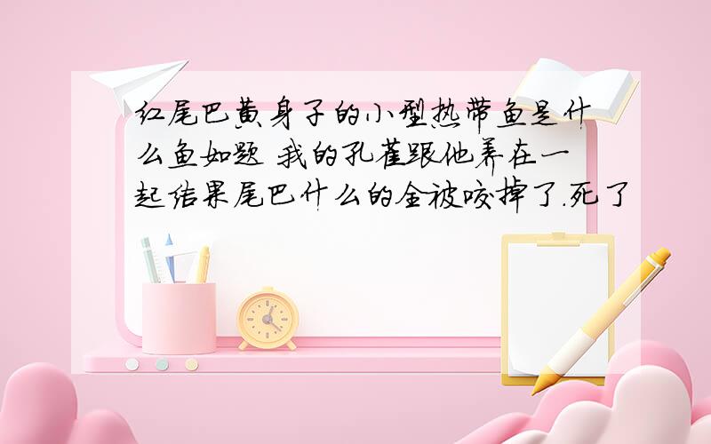 红尾巴黄身子的小型热带鱼是什么鱼如题 我的孔雀跟他养在一起结果尾巴什么的全被咬掉了.死了