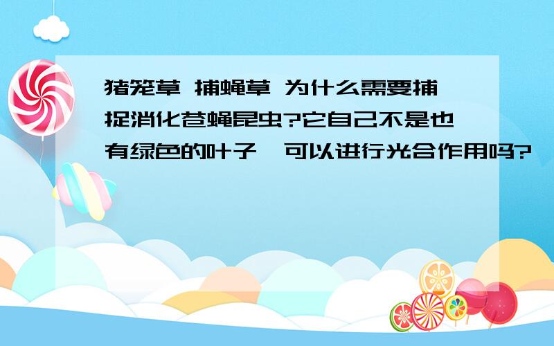 猪笼草 捕蝇草 为什么需要捕捉消化苍蝇昆虫?它自己不是也有绿色的叶子、可以进行光合作用吗?