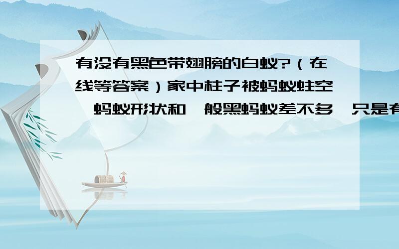 有没有黑色带翅膀的白蚁?（在线等答案）家中柱子被蚂蚁蛀空,蚂蚁形状和一般黑蚂蚁差不多,只是有翅膀的.这种是不是属于白蚁类呢?可是它是黑色的翅膀蚂蚁!