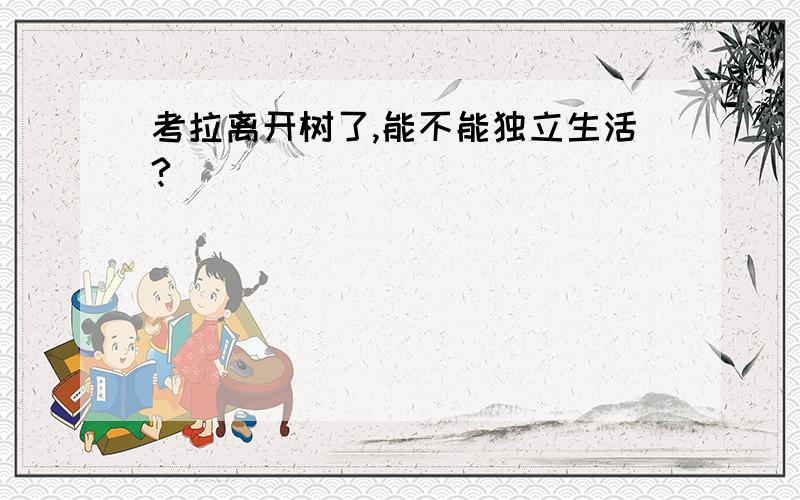 考拉离开树了,能不能独立生活?