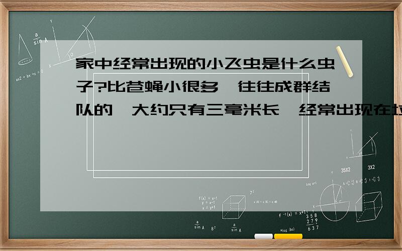 家中经常出现的小飞虫是什么虫子?比苍蝇小很多,往往成群结队的,大约只有三毫米长,经常出现在垃圾筐以及腐烂的水果那儿的小虫子.我见过幼虫,跟蛆一样,只不过只有两毫米长.