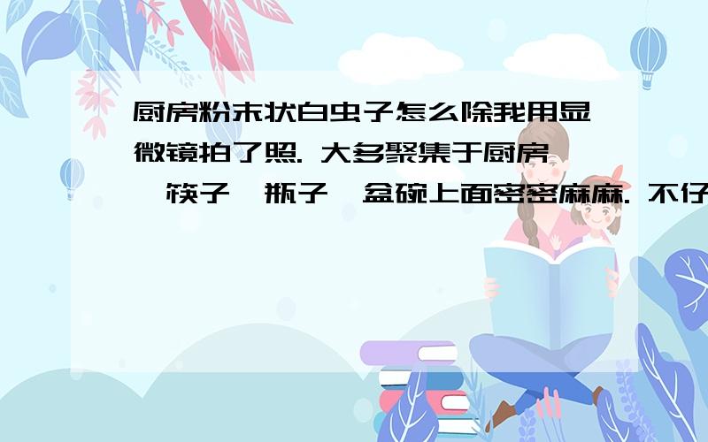 厨房粉末状白虫子怎么除我用显微镜拍了照. 大多聚集于厨房,筷子,瓶子,盆碗上面密密麻麻. 不仔细看还以为是霉花.颜色稍偏于米色,爬行速度很慢,雷达杀不死.