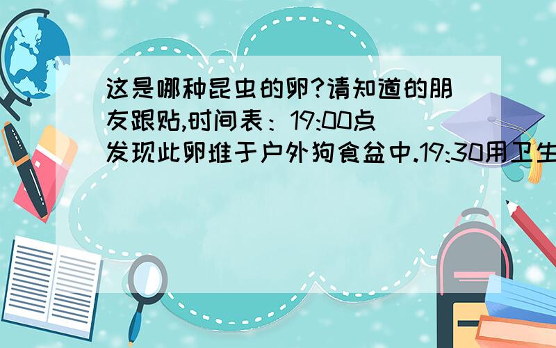 这是哪种昆虫的卵?请知道的朋友跟贴,时间表：19:00点发现此卵堆于户外狗食盆中.19:30用卫生纸包起来放在桌上.23:30打开卫生纸,发现卵已大部分孵化成幼虫.图片见如下附件：组图在我相册中