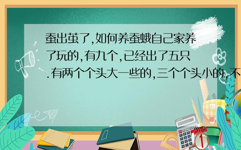 蚕出茧了,如何养蚕蛾自己家养了玩的,有九个,已经出了五只.有两个个头大一些的,三个个头小的,不知道怎么分雌雄.我把蛾和没出来的四个茧分开在了两个盒子里有一对已经交尾完成,另外三