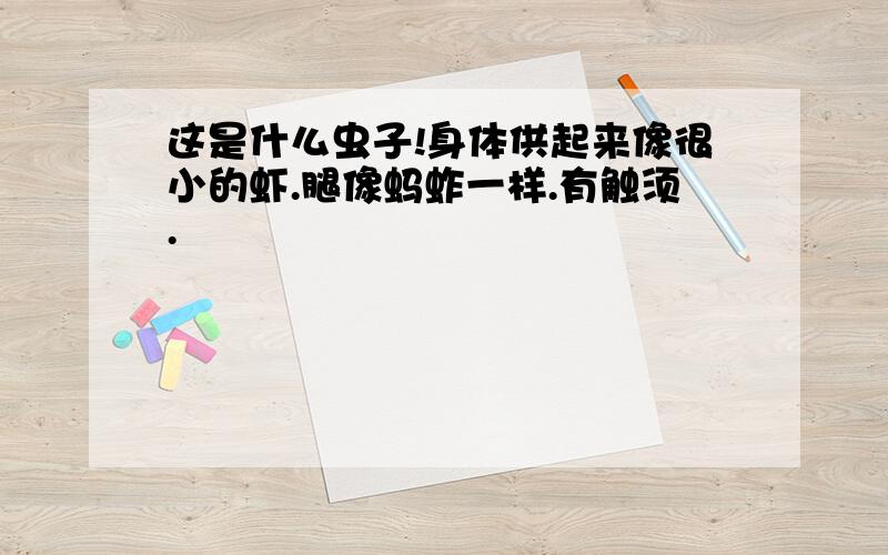 这是什么虫子!身体供起来像很小的虾.腿像蚂蚱一样.有触须.