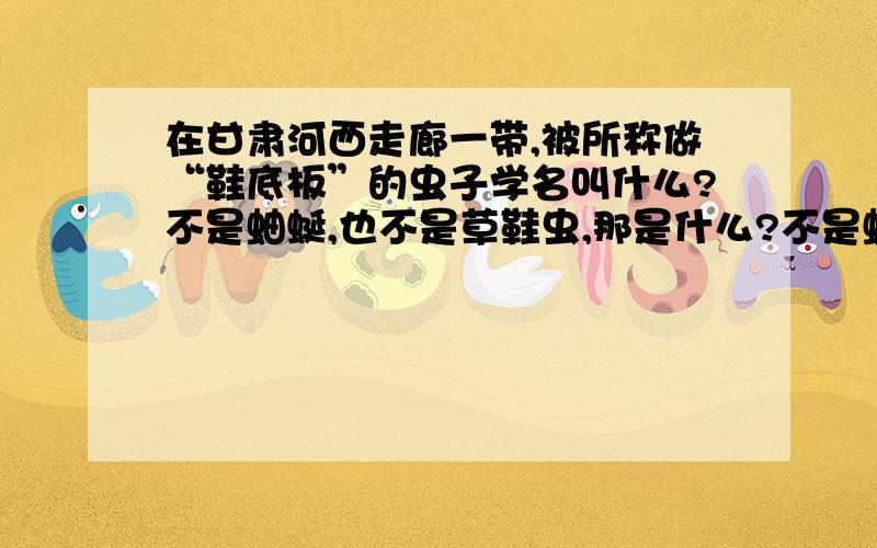 在甘肃河西走廊一带,被所称做“鞋底板”的虫子学名叫什么?不是蚰蜒,也不是草鞋虫,那是什么?不是蚰蜒,也不是草鞋虫,那是什么?