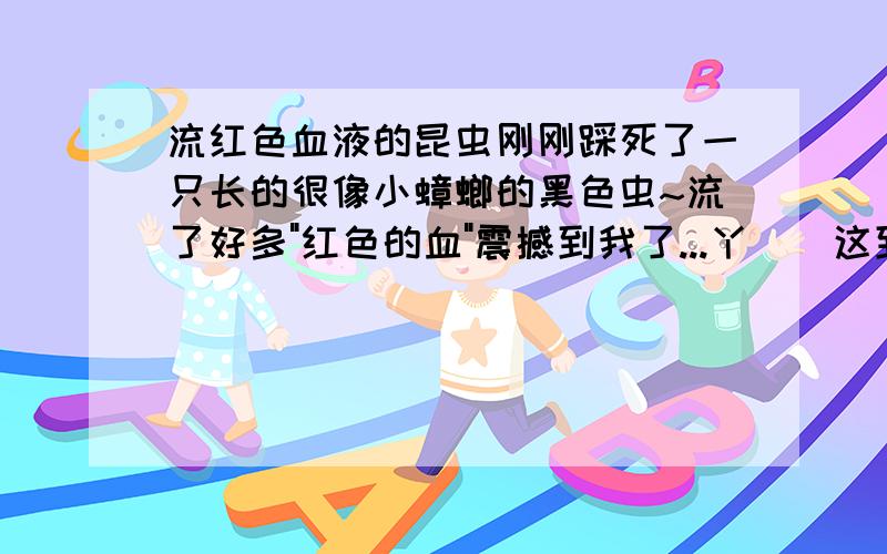 流红色血液的昆虫刚刚踩死了一只长的很像小蟑螂的黑色虫~流了好多