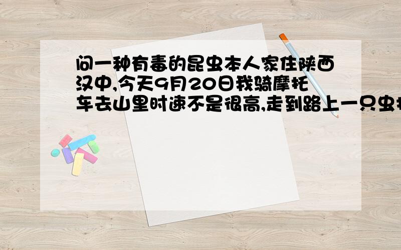 问一种有毒的昆虫本人家住陕西汉中,今天9月20日我骑摩托车去山里时速不是很高,走到路上一只虫打到我腿上,当时很痛,当时看到了貌似蛇毒的液体两滴.赶紧用随身的矿泉水冲洗.本人挤了一