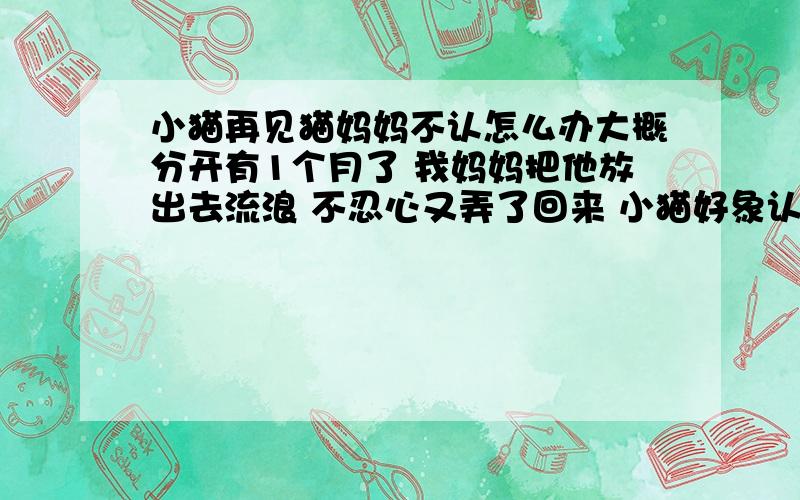 小猫再见猫妈妈不认怎么办大概分开有1个月了 我妈妈把他放出去流浪 不忍心又弄了回来 小猫好象认识大猫 往他怀里拱 大猫好象不认识了 还攻击小猫 看见就跑 都不敢回来 怎么办 怎么能