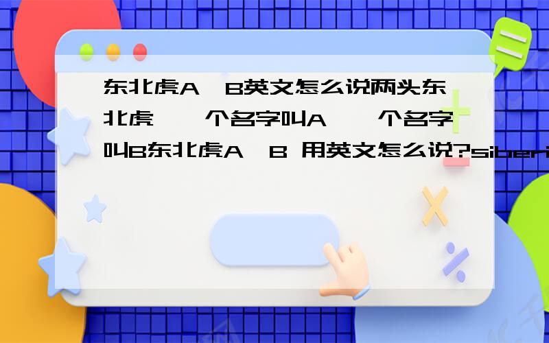 东北虎A,B英文怎么说两头东北虎,一个名字叫A,一个名字叫B东北虎A,B 用英文怎么说?siberian tiger A and B 还是 siberian tigers A and