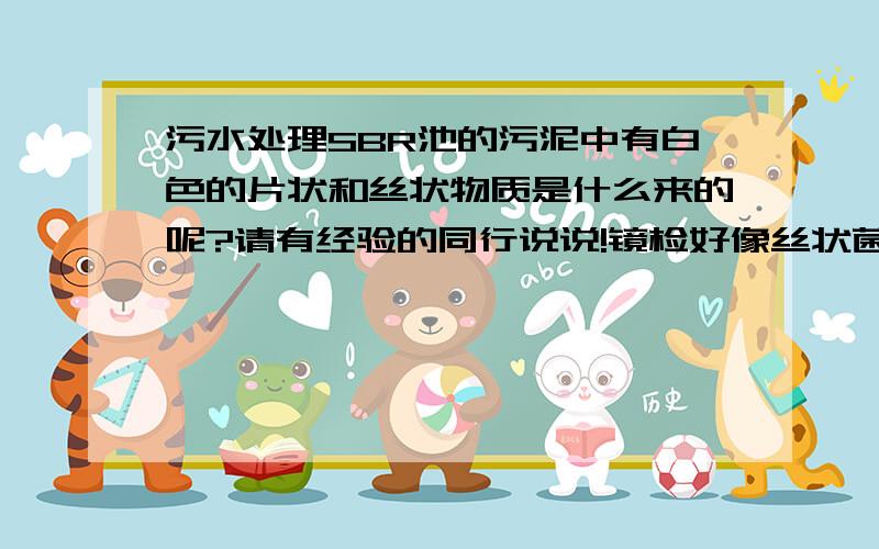 污水处理SBR池的污泥中有白色的片状和丝状物质是什么来的呢?请有经验的同行说说!镜检好像丝状菌较多,具体是否过量膨胀了就无法判断,本人是菜鸟,求各位大虾们指教!我们是通过排泥控制s