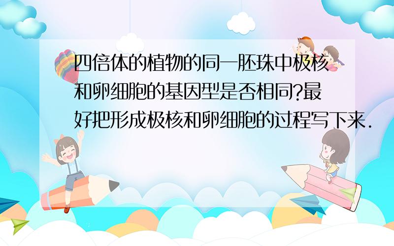 四倍体的植物的同一胚珠中极核和卵细胞的基因型是否相同?最好把形成极核和卵细胞的过程写下来.