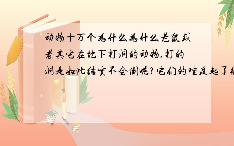 动物十万个为什么为什么老鼠或者其它在地下打洞的动物,打的洞是如此结实不会倒呢?它们的唾液起了很大作用吧?那个网站一直打不开?