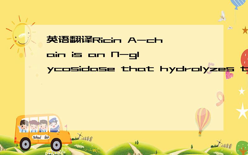 英语翻译Ricin A-chain is an N-glycosidase that hydrolyzes the adenine ring from a specific adenosine of rRNA.Formycin monophosphate (FMP) and adenyl(3'-->5')guanosine (ApG) were bound to ricin A-chain and their structures elucidated by X-ray crys