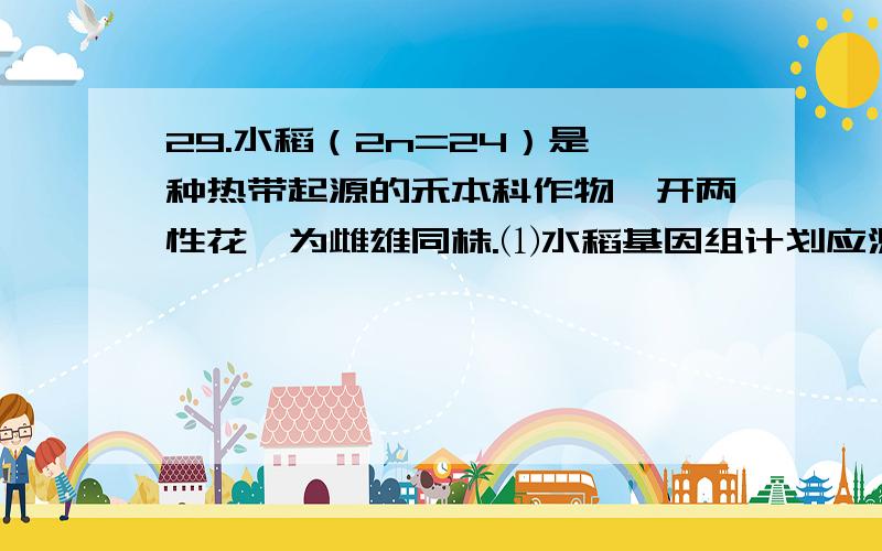 29.水稻（2n=24）是一种热带起源的禾本科作物,开两性花,为雌雄同株.⑴水稻基因组计划应测其 条染色体上的碱基序列.⑵袁隆平发现一株野生的雄性不育（花粉败育,但雌蕊正常）水稻,其基因