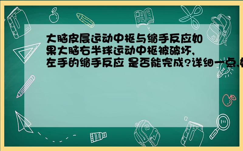 大脑皮层运动中枢与缩手反应如果大脑右半球运动中枢被破坏,左手的缩手反应 是否能完成?详细一点,好的加分是被针刺后缩手 还有一个问题：植物人能否完成缩手反应（或膝跳反应）