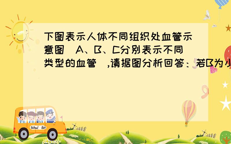 下图表示人体不同组织处血管示意图（A、B、C分别表示不同类型的血管）,请据图分析回答：若B为小肠绒毛内的毛细血管网,C内血液与A内血液相比较,除二氧化碳外,含量明显增加的是___________.