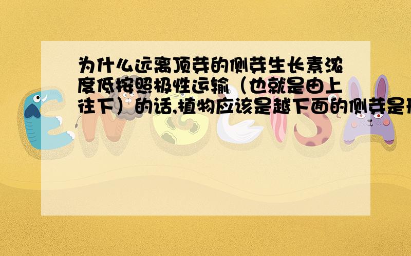 为什么远离顶芽的侧芽生长素浓度低按照极性运输（也就是由上往下）的话,植物应该是越下面的侧芽是形态学下端生长素浓度应该越高啊?