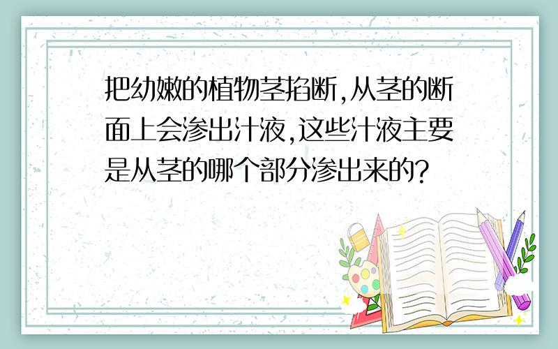 把幼嫩的植物茎掐断,从茎的断面上会渗出汁液,这些汁液主要是从茎的哪个部分渗出来的?