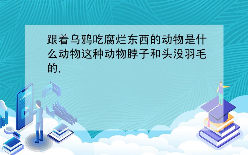 跟着乌鸦吃腐烂东西的动物是什么动物这种动物脖子和头没羽毛的,