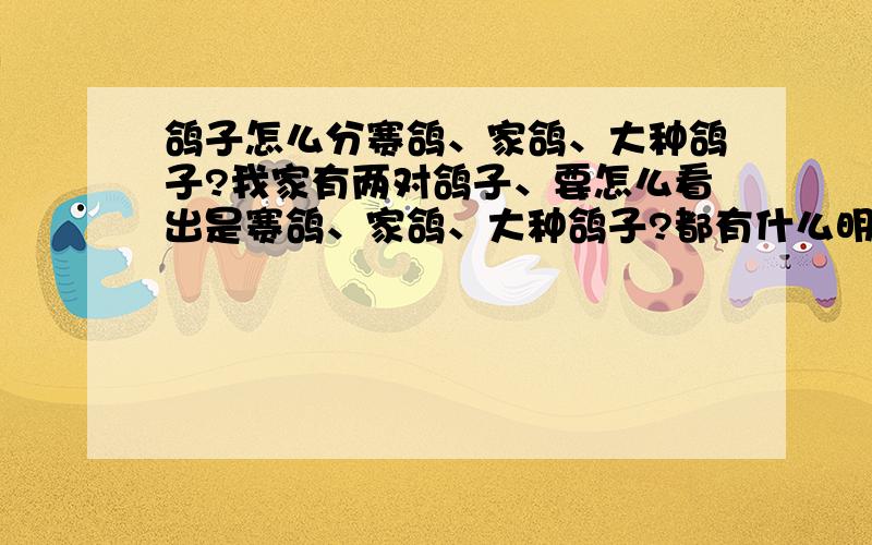 鸽子怎么分赛鸽、家鸽、大种鸽子?我家有两对鸽子、要怎么看出是赛鸽、家鸽、大种鸽子?都有什么明显的特点?顺便问下赛鸽一般卖多少钱?