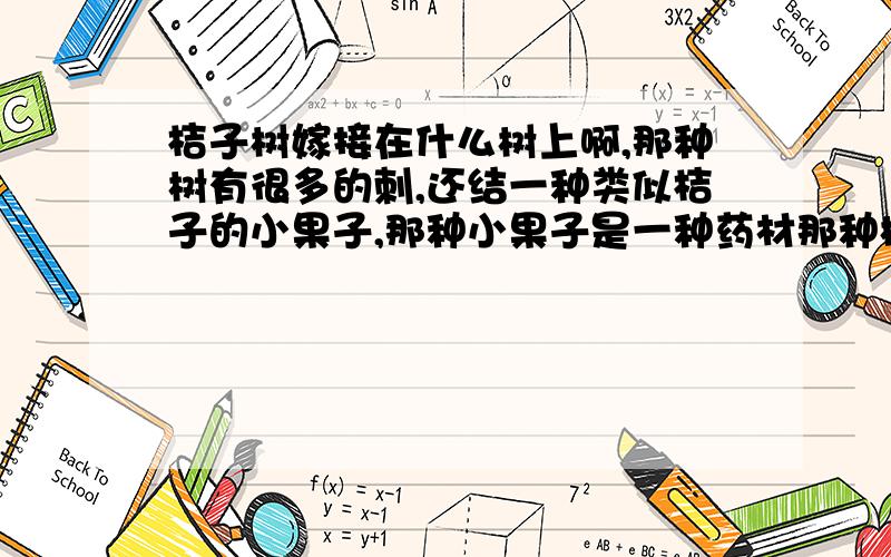 桔子树嫁接在什么树上啊,那种树有很多的刺,还结一种类似桔子的小果子,那种小果子是一种药材那种树我们那叫它“构角”,但不知道它的学名叫什么