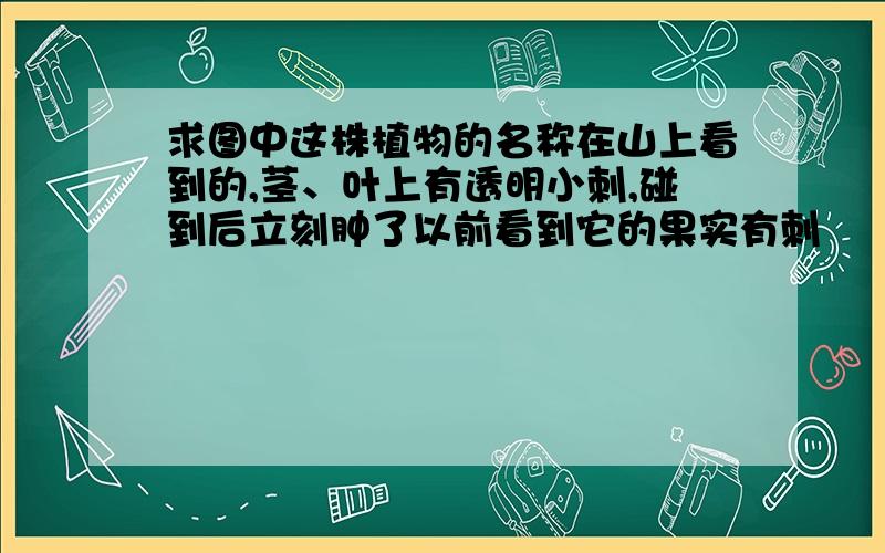 求图中这株植物的名称在山上看到的,茎、叶上有透明小刺,碰到后立刻肿了以前看到它的果实有刺