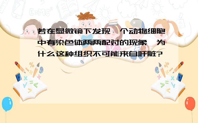 若在显微镜下发现一个动物细胞中有染色体两两配对的现象,为什么这种组织不可能来自肝脏?