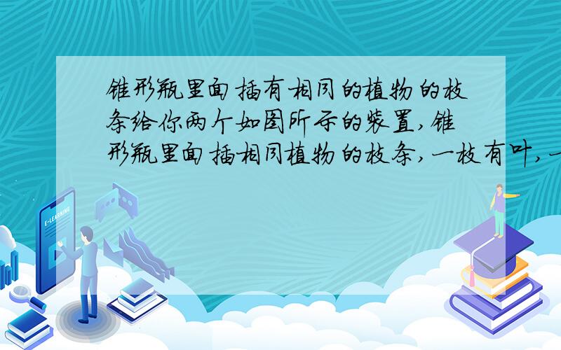 锥形瓶里面插有相同的植物的枝条给你两个如图所示的装置,锥形瓶里面插相同植物的枝条,一枝有叶,一枝无叶.两瓶内水面高度相同.请设计一个实验,探究植物的叶是否是蒸腾作用的器官.（1