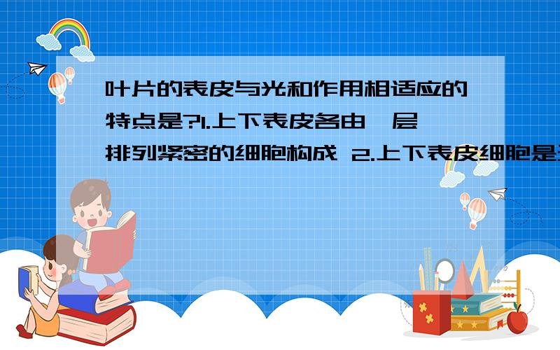 叶片的表皮与光和作用相适应的特点是?1.上下表皮各由一层排列紧密的细胞构成 2.上下表皮细胞是无色透明叶片的表皮与光和作用相适应的特点是1.上下表皮各由一层排列紧密的细胞构成 2.